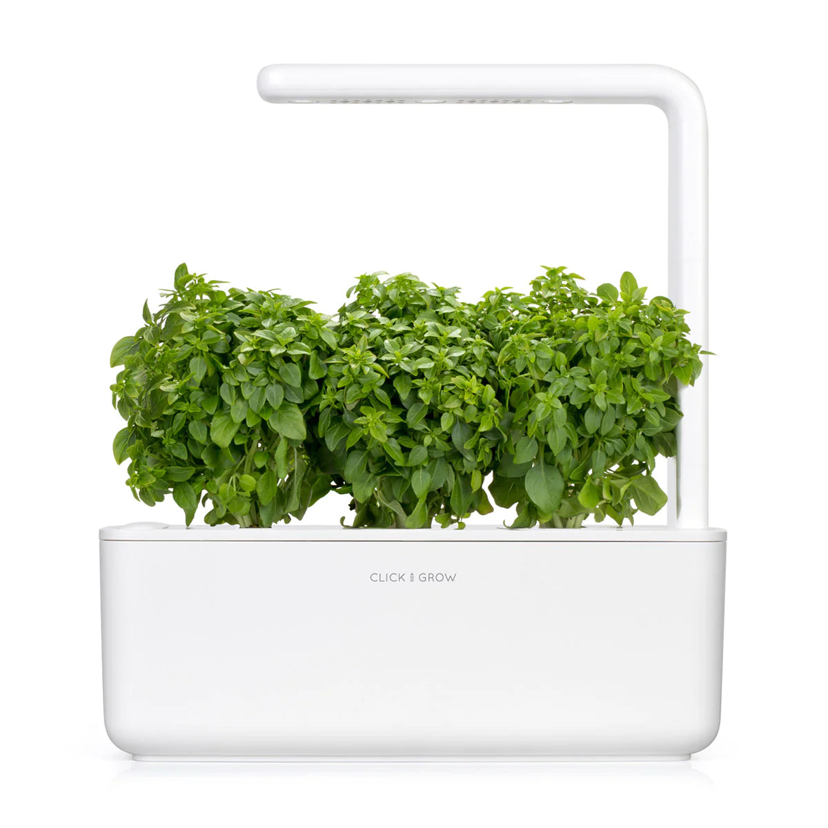 Capsule Click & Grow cu seminte si substrat de busuioc pitic 3buc - iSTYLE RO