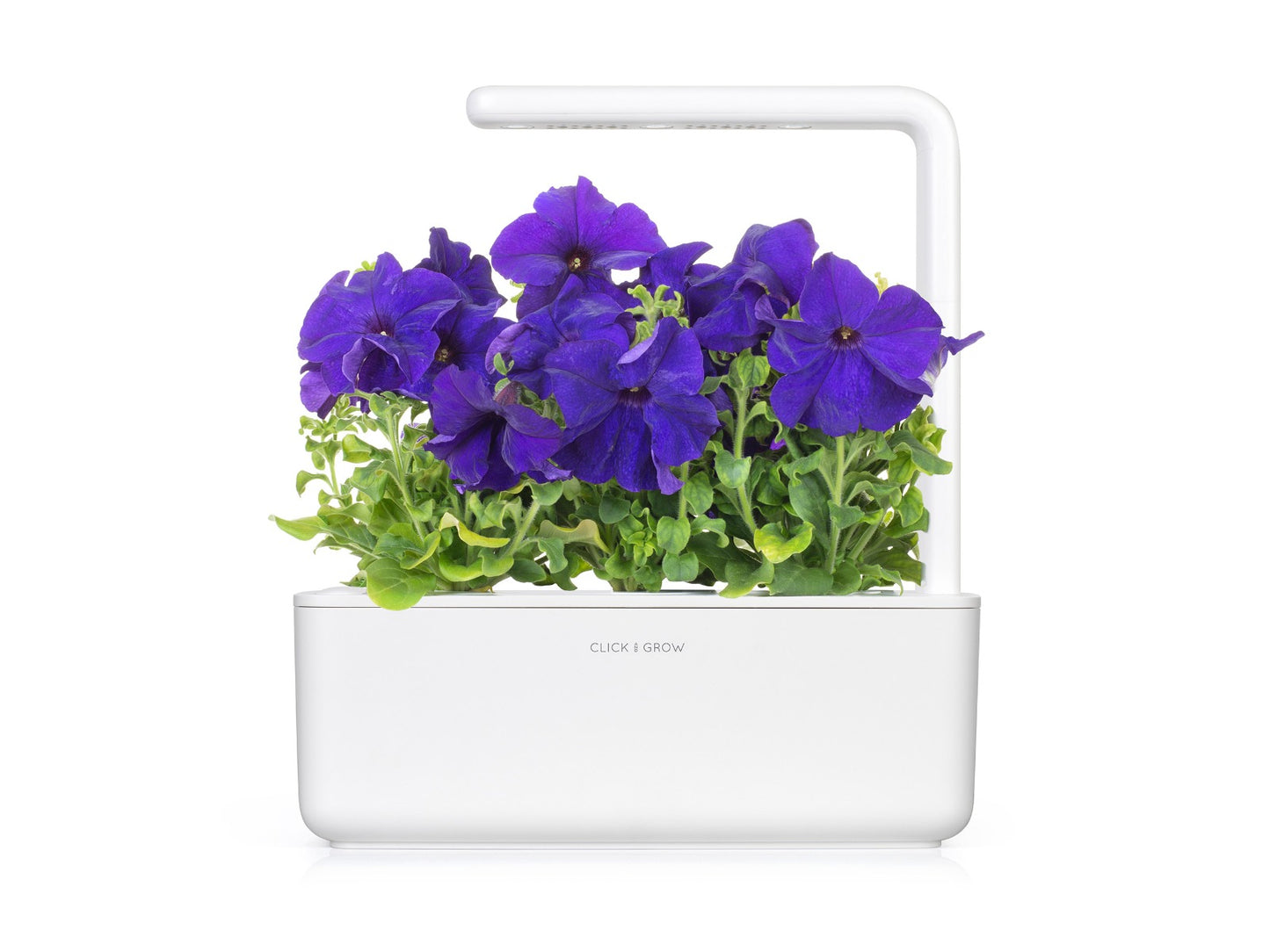Capsule Click & Grow cu seminte si substrat de Petunia albastra 3buc - iSTYLE RO