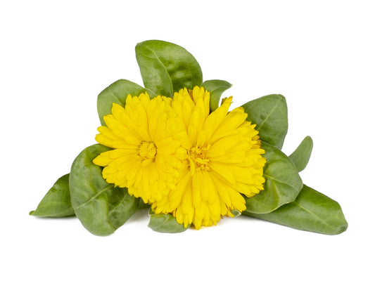 Capsule Click & Grow cu seminte si substrat de Galbenele 3buc - iSTYLE RO