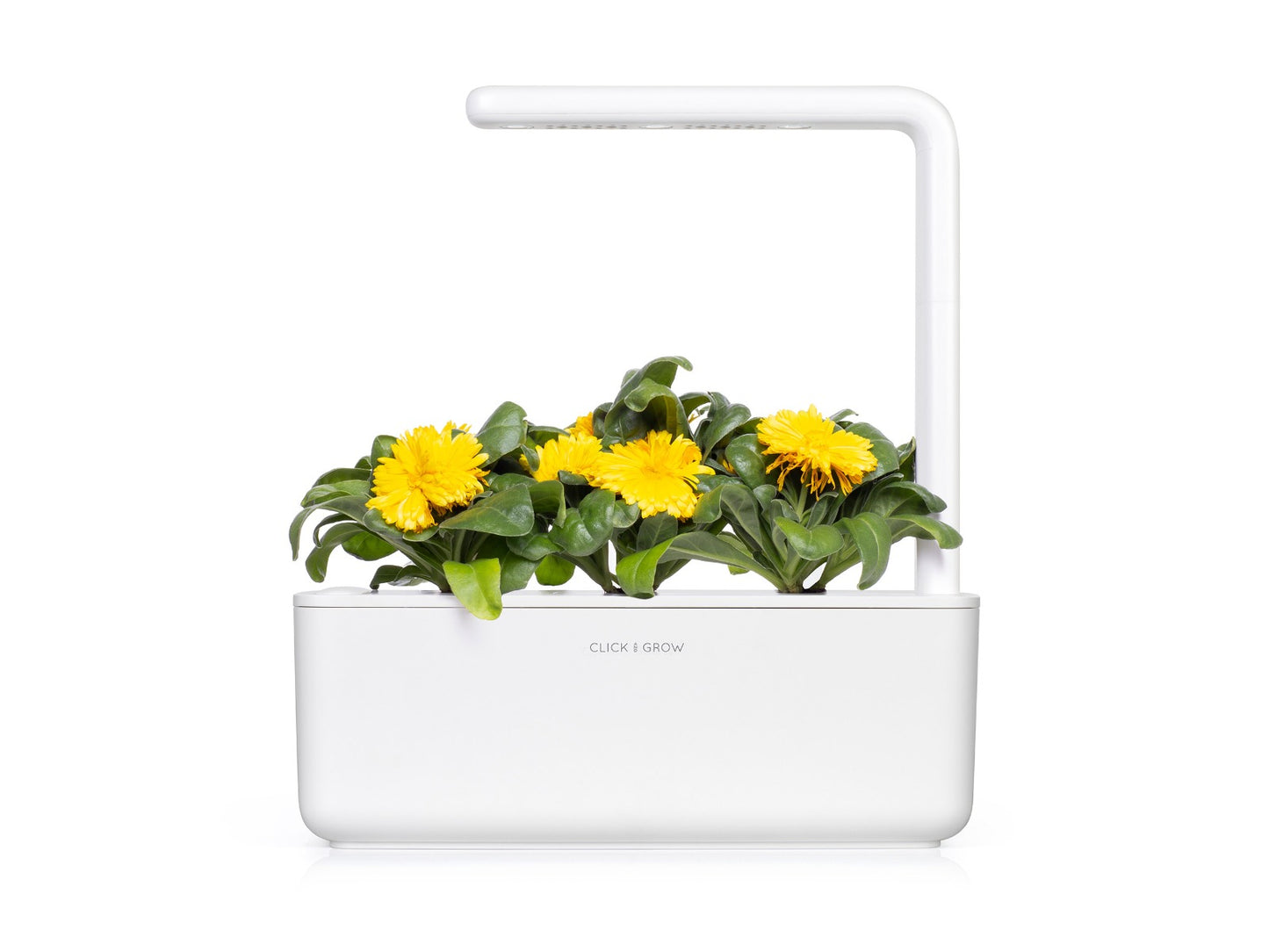 Capsule Click & Grow cu seminte si substrat de Galbenele 3buc - iSTYLE RO