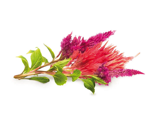 Capsule Click & Grow cu seminte si substrat de faguri de cocos 3buc - iSTYLE RO