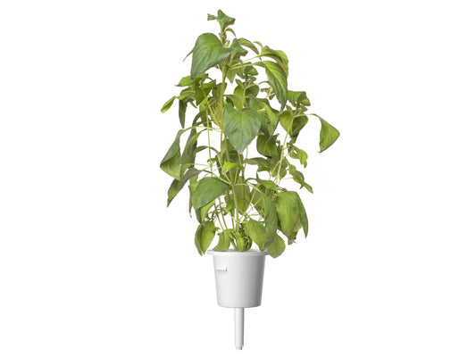 Capsule Click & Grow cu seminte si substrat de busuioc lime 3buc - iSTYLE RO