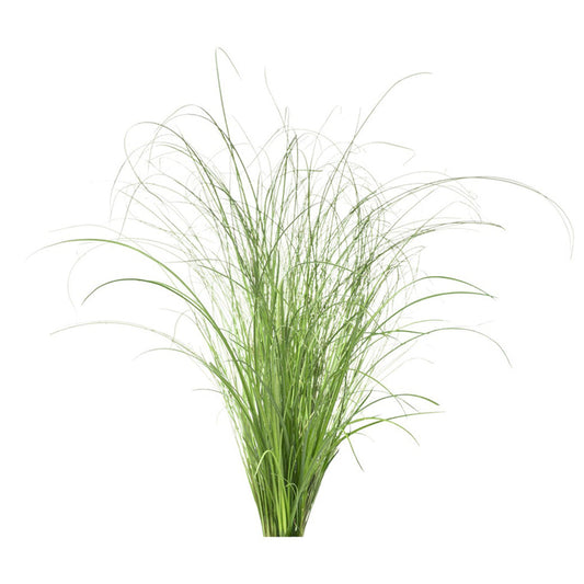 Capsule Click & Grow cu seminte si substrat iarba decorativa 3buc - iSTYLE RO