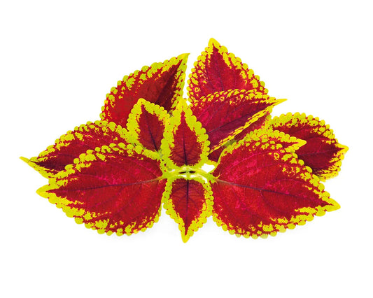 Capsule Click & Grow cu seminte si substrat de urzica 3buc - iSTYLE RO