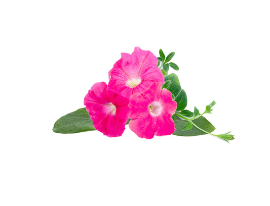 Capsule Click & Grow cu seminte si substrat de Petunia roz 3buc - iSTYLE RO