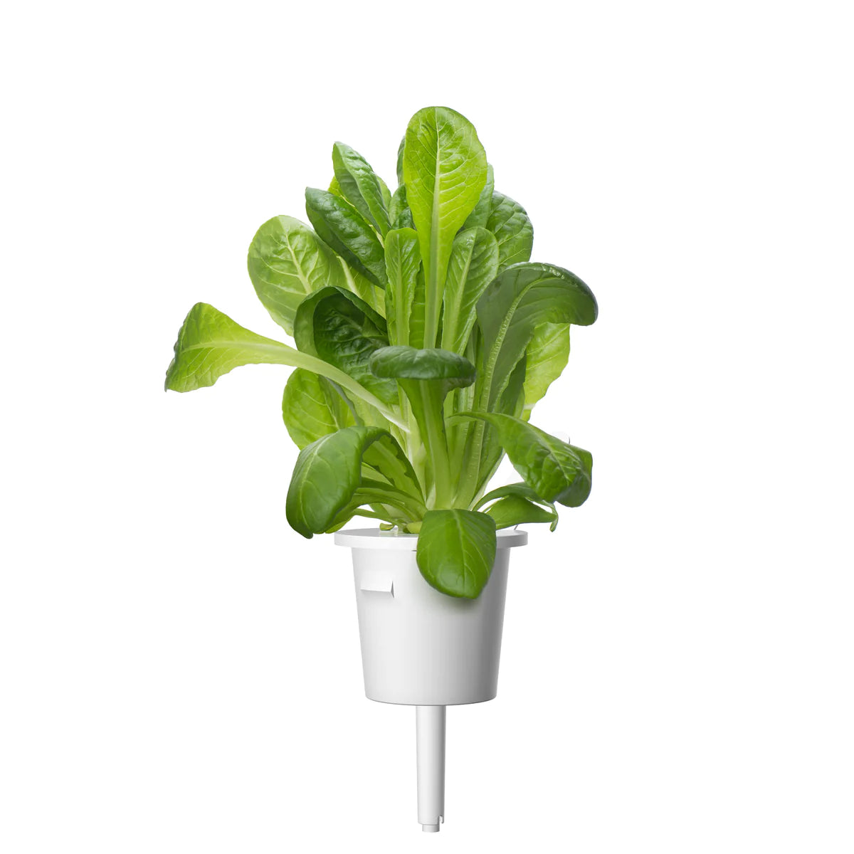 Capsule Click & Grow cu seminte si substrat de salata verde 3buc - iSTYLE RO
