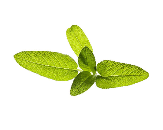 Capsule Click & Grow cu seminte si substrat de salvie 3buc - iSTYLE RO