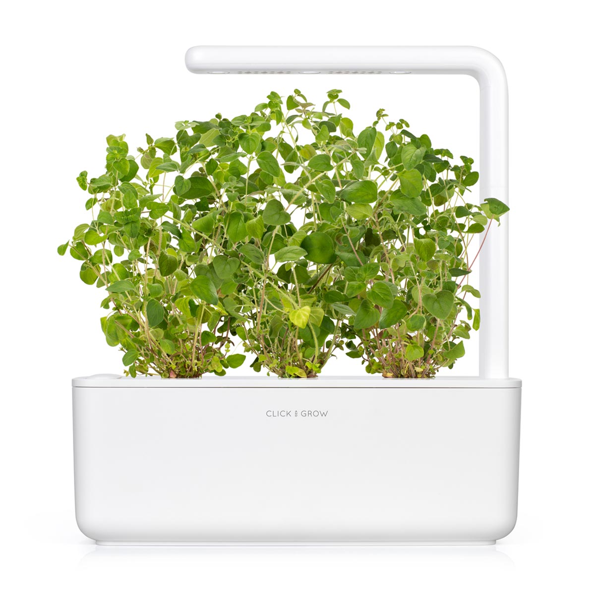 Capsule Click & Grow cu seminte si substrat de oregano 3buc - iSTYLE RO