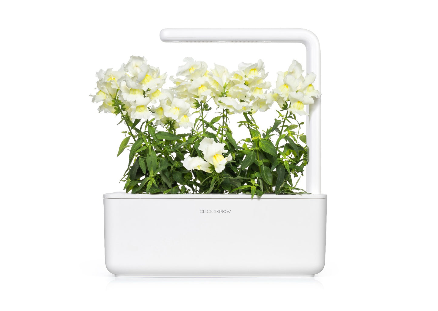Capsule Click & Grow cu seminte si substrat de Snapdragon alb 3buc - iSTYLE RO