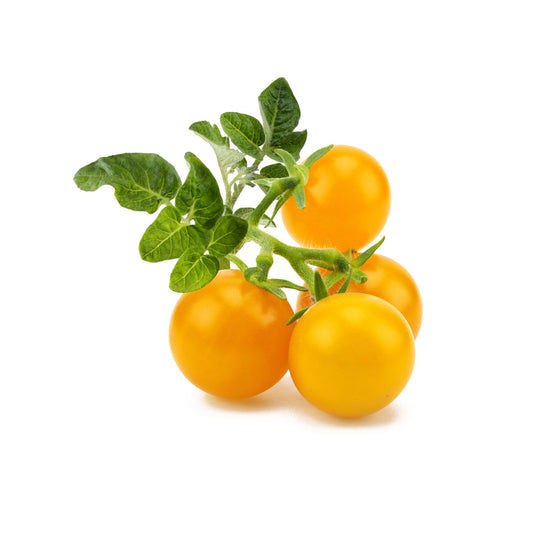 Capsule Click & Grow cu seminte si substrat de rosie galbena 3buc - iSTYLE RO