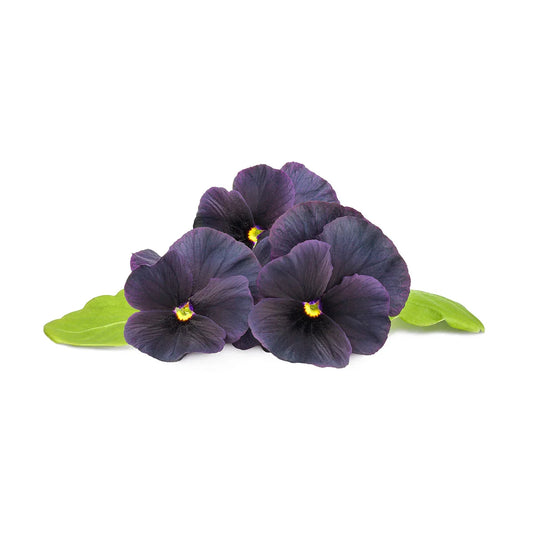 Capsule Click & Grow cu seminte si substrat de panseluta neagra 3buc - iSTYLE RO