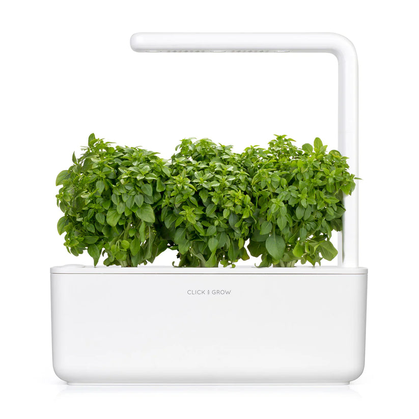 Capsule Click & Grow cu seminte si substrat de busuioc pitic 3buc - iSTYLE RO