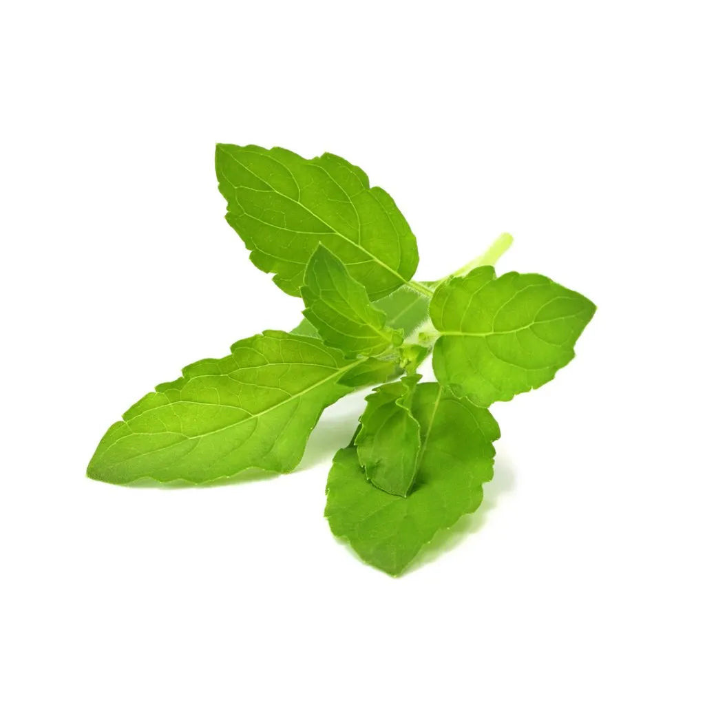 Capsule Click & Grow cu seminte si substrat de busuioc sfant 3buc - iSTYLE RO