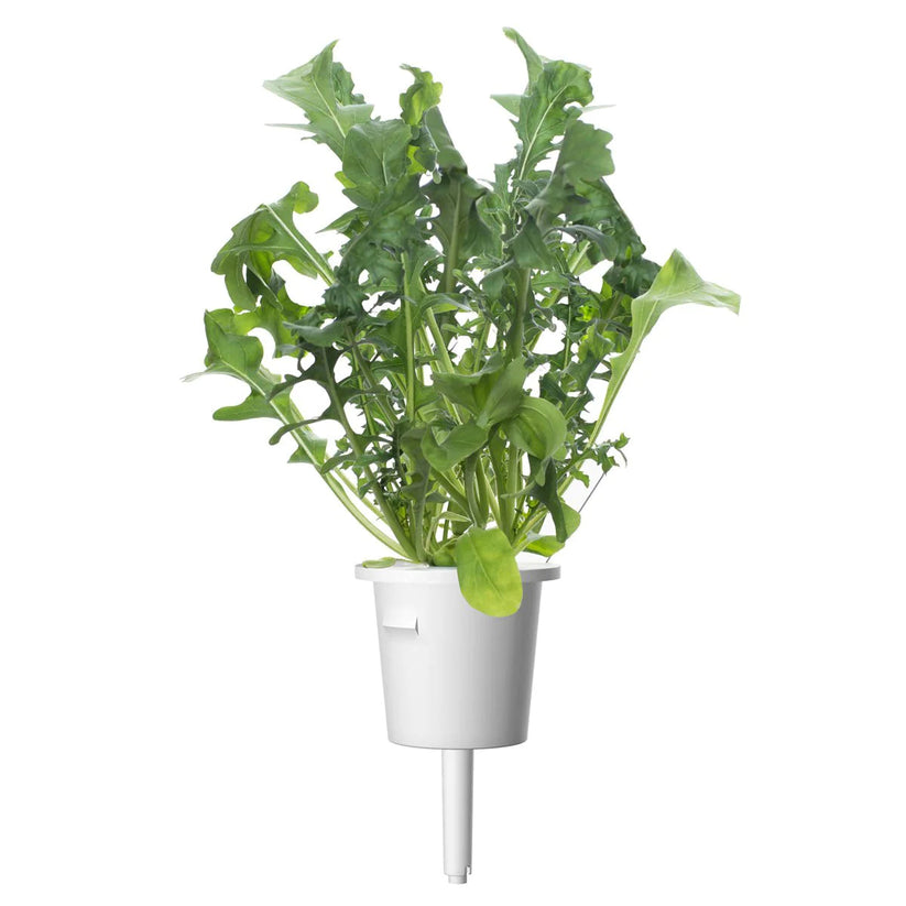 Capsule Click & Grow cu seminte si substrat de rucola 3buc - iSTYLE RO
