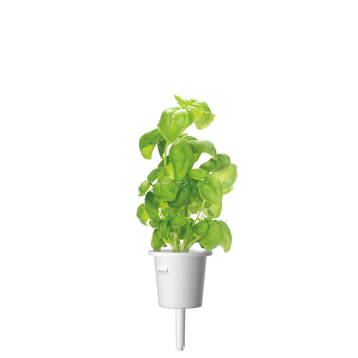Capsule Click & Grow cu seminte si substrat de busuioc 3buc - iSTYLE RO