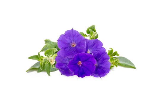 Capsule Click & Grow cu seminte si substrat de Petunia albastra 3buc - iSTYLE RO