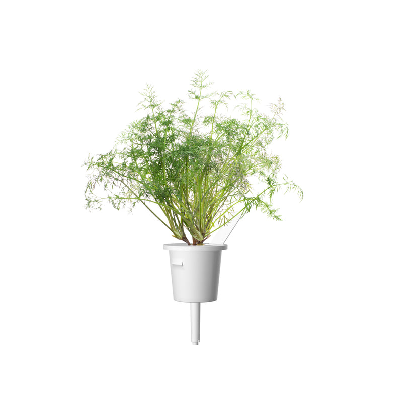 Capsule Click & Grow cu seminte si substrat de marar 3buc - iSTYLE RO