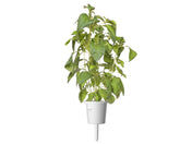 Capsule Click & Grow cu seminte si substrat de busuioc lime 3buc - iSTYLE RO