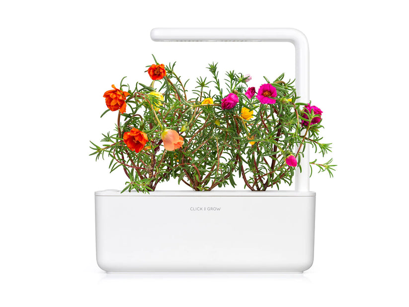 Capsule Click & Grow cu seminte si substrat de trandafir de muschi 3buc - iSTYLE RO