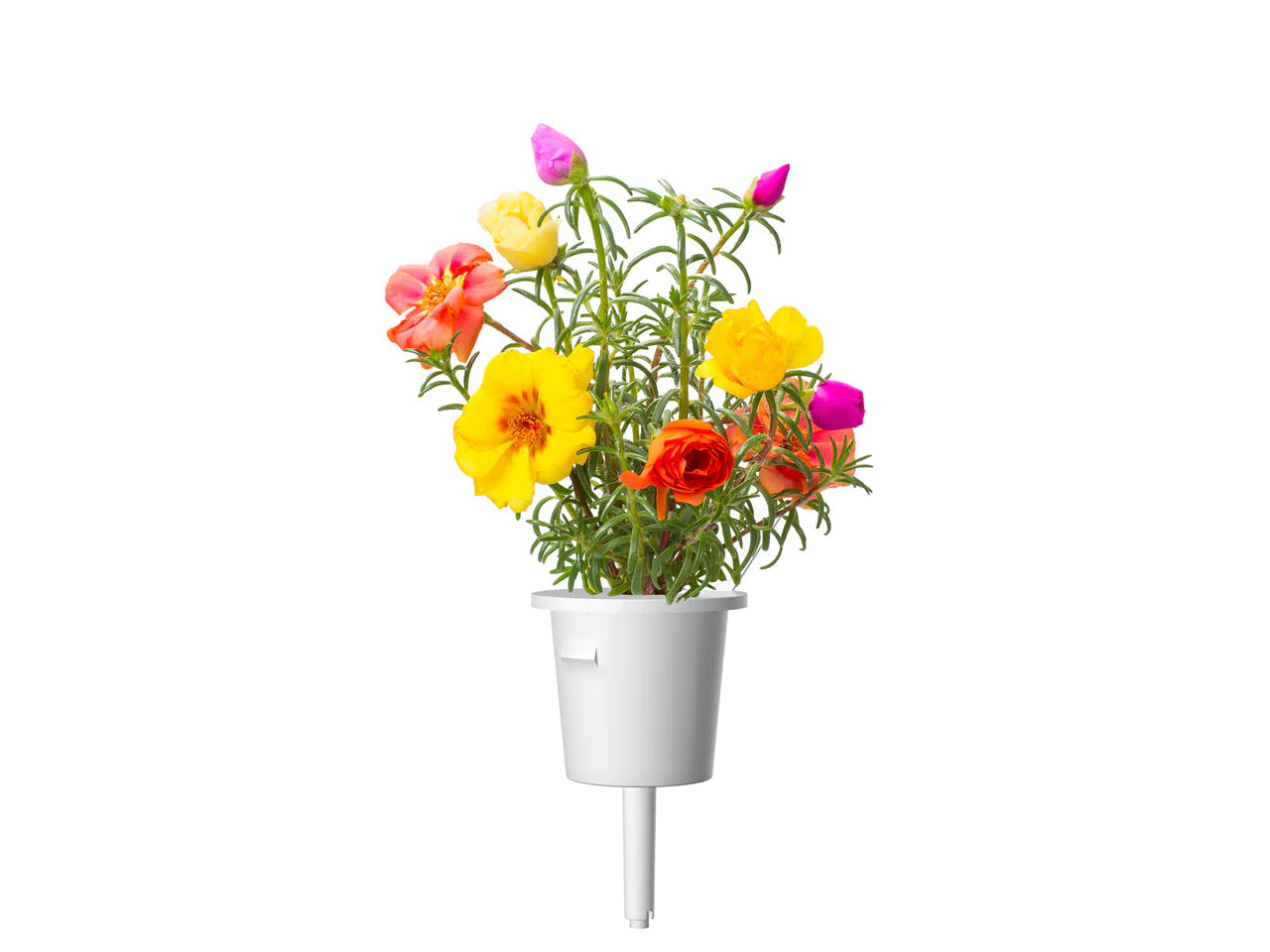 Capsule Click & Grow cu seminte si substrat de trandafir de muschi 3buc - iSTYLE RO