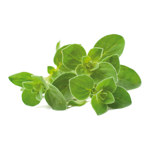 Capsule Click & Grow cu seminte si substrat de oregano 3buc - iSTYLE RO