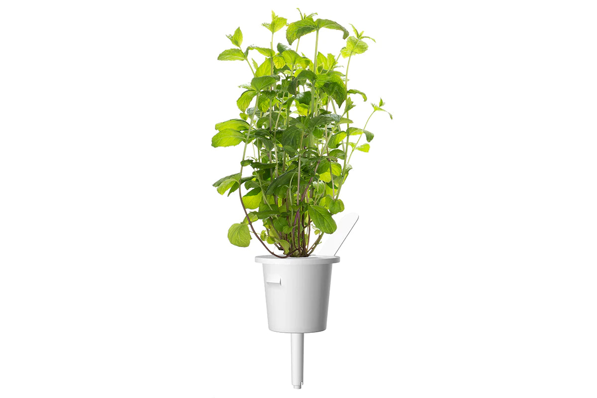 Capsule Click & Grow cu seminte si substrat de Menta 3buc - iSTYLE RO