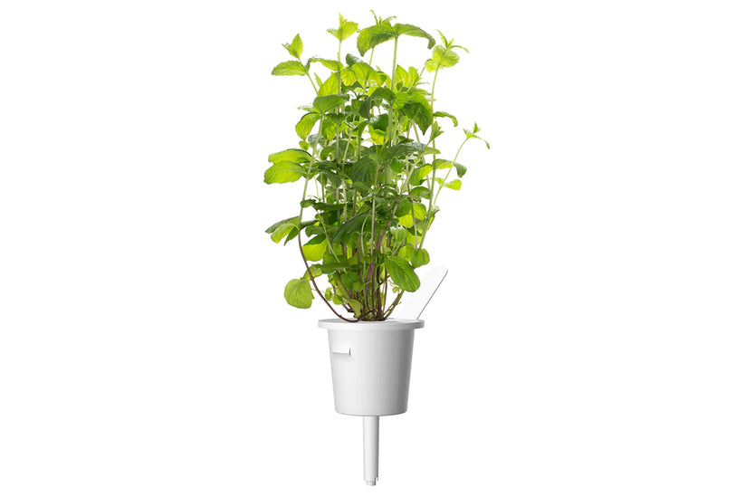 Capsule Click & Grow cu seminte si substrat de Menta 3buc - iSTYLE RO