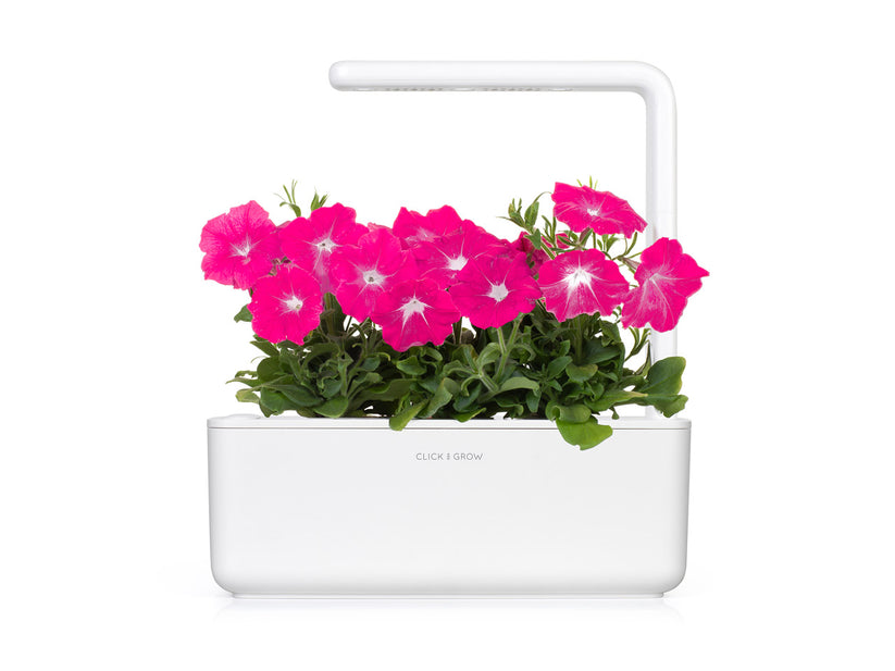 Capsule Click & Grow cu seminte si substrat de Petunia roz 3buc - iSTYLE RO