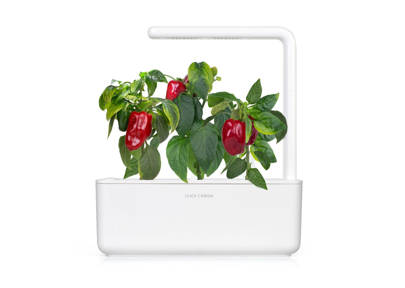Capsule Click & Grow cu seminte si substrat de Ardei rosu dulce 3buc - iSTYLE RO