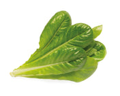 Capsule Click & Grow cu seminte si substrat de salata verde 3buc - iSTYLE RO