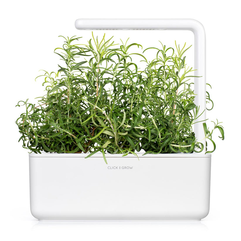 Capsule Click & Grow cu seminte si substrat de rozmarin 3buc - iSTYLE RO