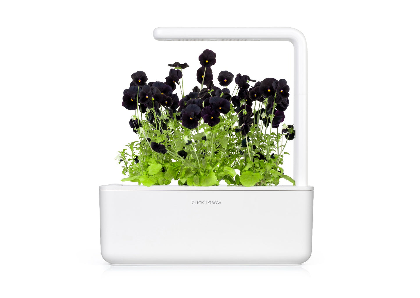 Capsule Click & Grow cu seminte si substrat de panseluta neagra 3buc - iSTYLE RO