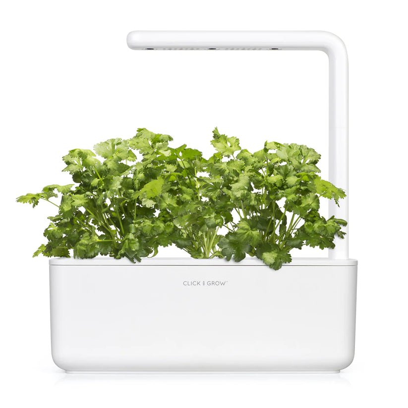 Capsule Click & Grow cu seminte si substrat de Coriandru 3buc - iSTYLE RO