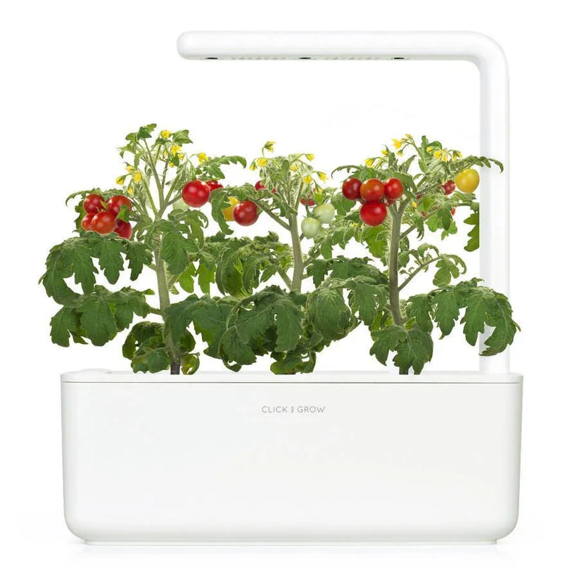 Capsule Click & Grow cu seminte si substrat de mini rosii 3buc | iSTYLE ...