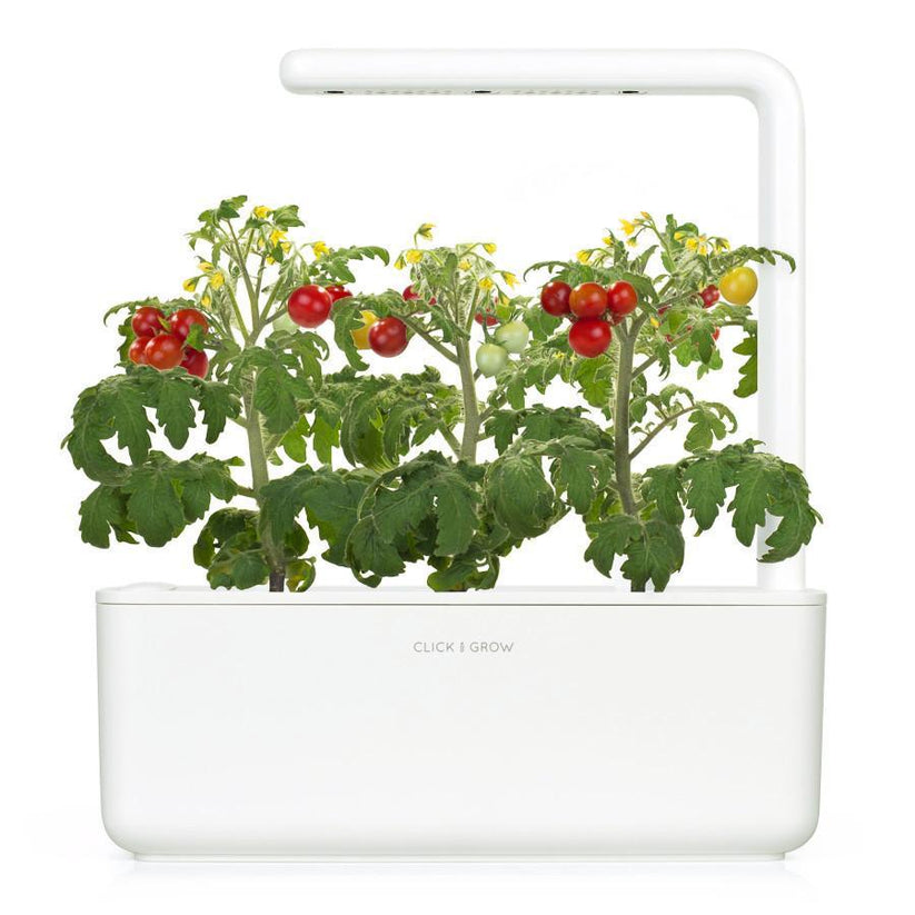 Capsule Click & Grow cu seminte si substrat de mini rosii 3buc - iSTYLE RO