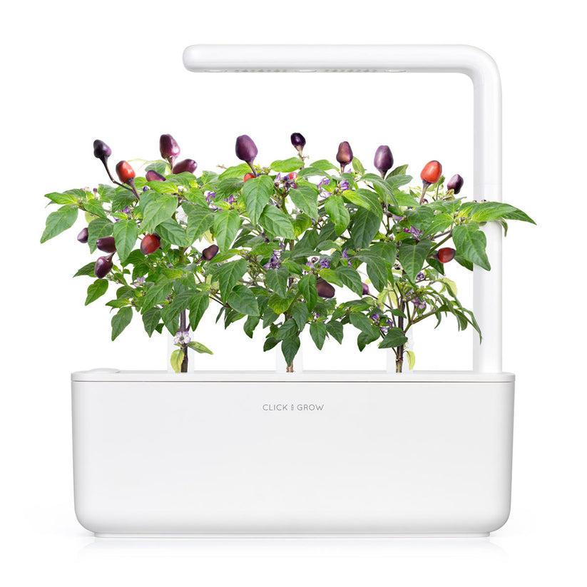Capsule Click & Grow cu seminte si substrat de ardei iute violet 3buc - iSTYLE RO