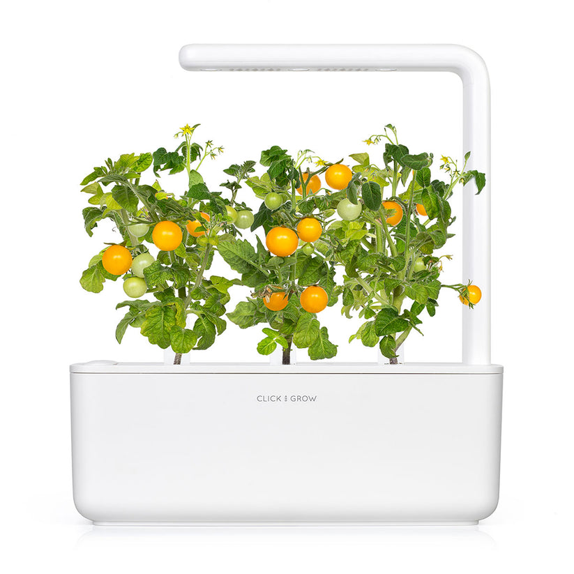 Capsule Click & Grow cu seminte si substrat de rosie galbena 3buc - iSTYLE RO