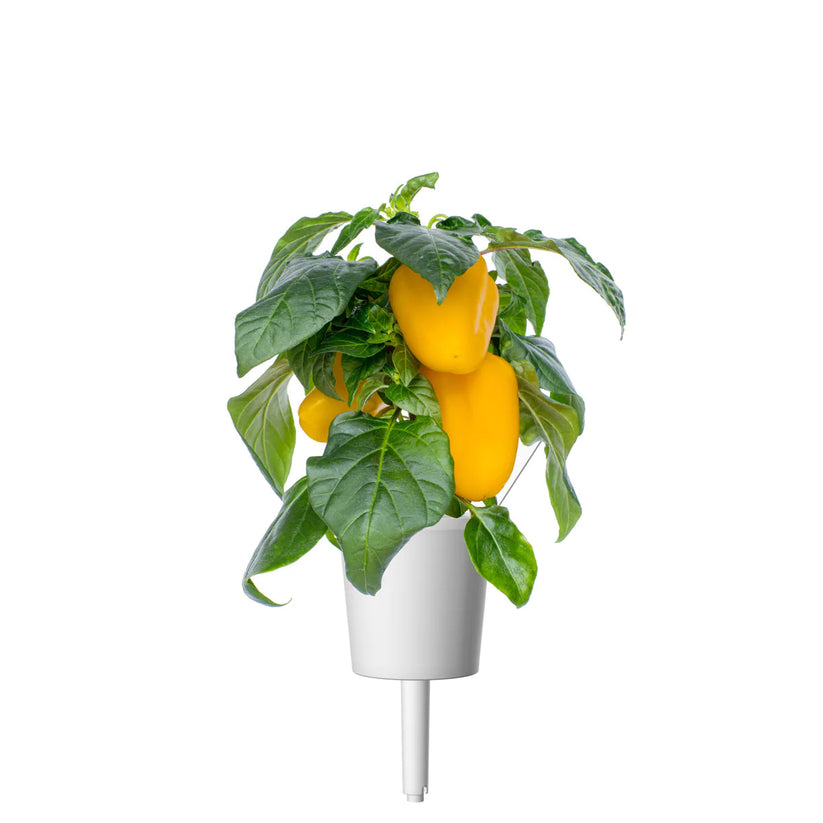 Capsule Click & Grow cu seminte si substrat de ardei galben 3buc - iSTYLE RO