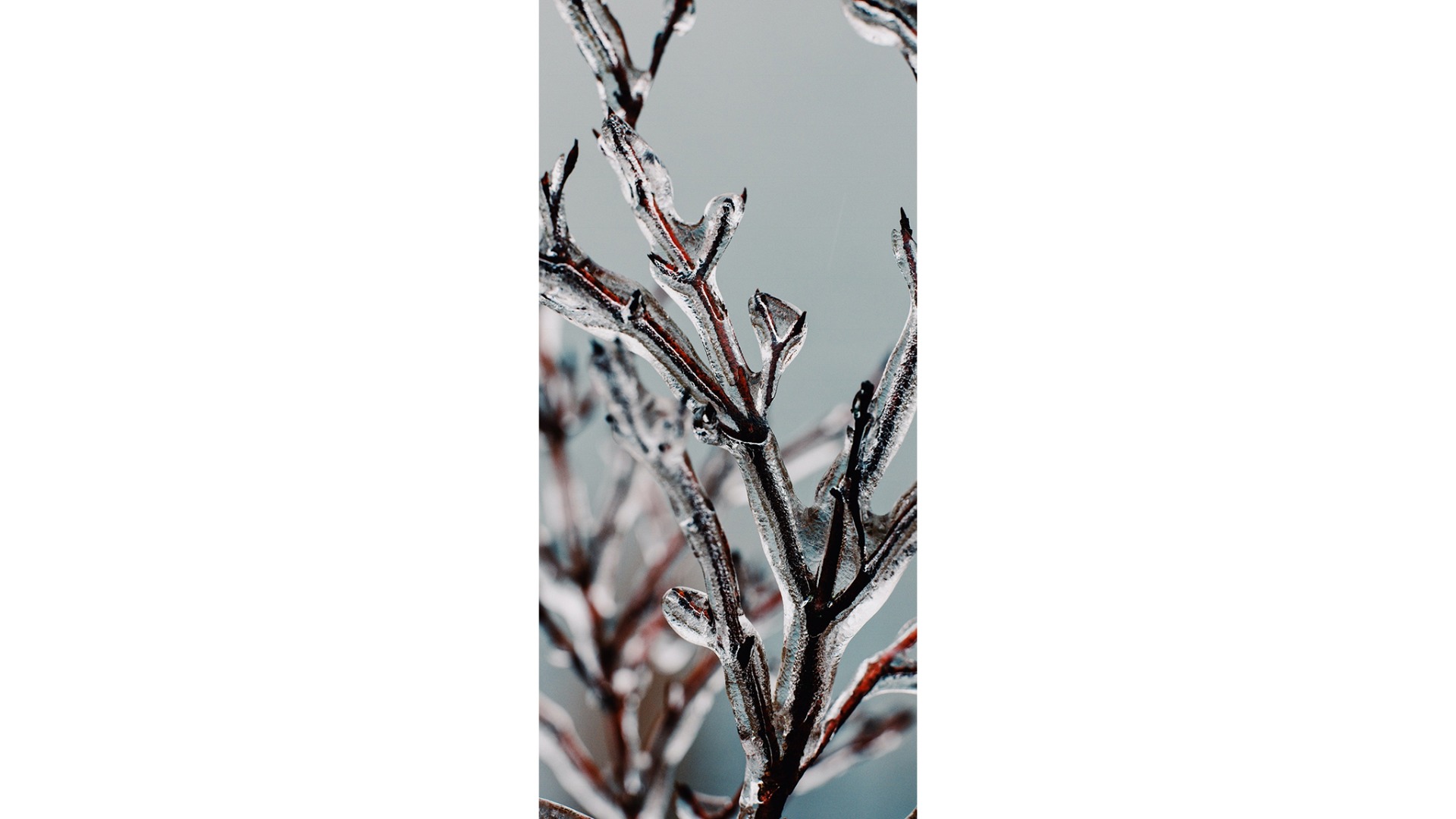 fotografie ramura inghetata